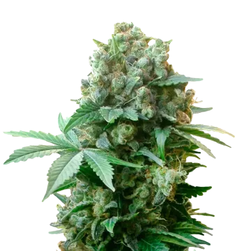 White Russian cannabisplant