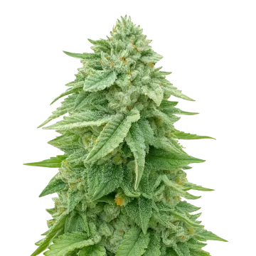 White Truffle cannabisplant
