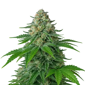 White Widow Auto cannabisplant