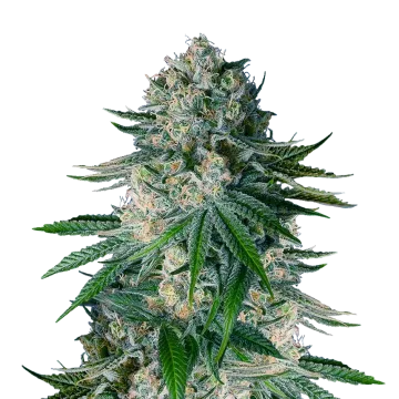 White Widow cannabisplant