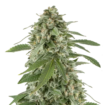 White Widow x Northern Lights cannabisplant