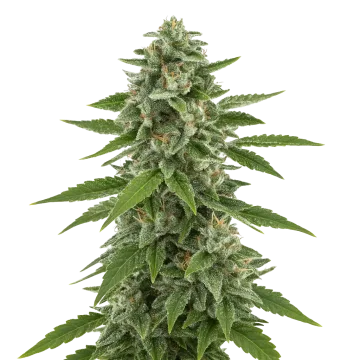 White Widow x Northern Lights Auto cannabisplant