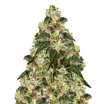 XJ-13 cannabisplant