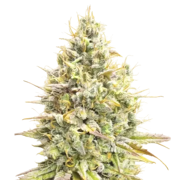 Yumbolt Banana Auto cannabisplant