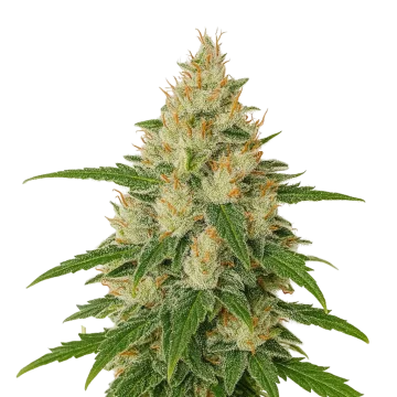 Z OG Auto cannabisplant