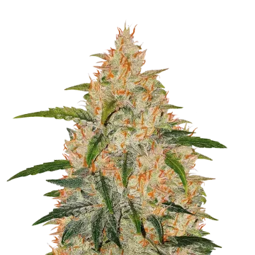 Z OG cannabisplant