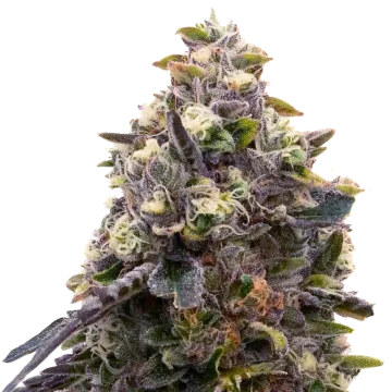 Zoap cannabisplant