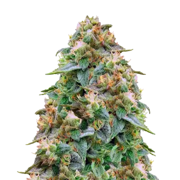 Zombie Death Fuck cannabisplant