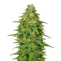 thumb of ACDC Auto Plant