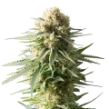 thumb of AK-48 plant