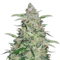 thumb of American Patriot Plant