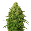thumb of Amnesia Haze Auto Plant