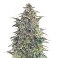 thumb of Animal Cookies Plant