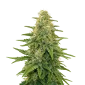 thumb of Apple Fritter Auto Plant