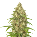 thumb of Banana Zkittlez Auto Plant