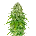 thumb of Big Bud Auto Plant