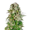 thumb of Big Bud plant