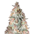 thumb of Black Cherry Soda Plant