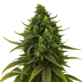 thumb of Black Jack Auto Plant