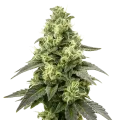 thumb of Black Widow Auto Plant