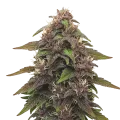 thumb of Blackberry Kush Auto Plant