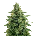 thumb of Blue Amnesia Auto Plant