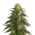 thumb of Blue Cheese Auto Plant