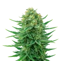 thumb of Blue Dream Auto Plant