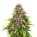 thumb of Blueberry Auto Plant