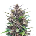 thumb of Blueberry CBD plant