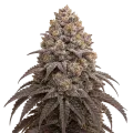 thumb of Blueberry Kush Wiet Plant