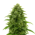 thumb of Bruce Banner Auto Plant