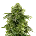 thumb of Bruce Banner plant