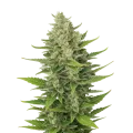 thumb of CBD Critical Mass Auto Plant