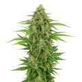 thumb of CBD Kush Auto Plant