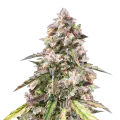 thumb of CBD Mango Plant
