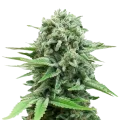 thumb of CBD White Widow plant