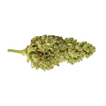 thumb of CBG Citrus Nectar Auto Bud