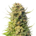 thumb of Cheese plant