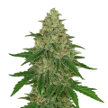 thumb of Chocolope Auto Plant