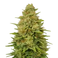 thumb of Colombian Gold Auto Plant