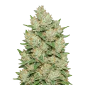 thumb of Cookies and Cream Auto Plant