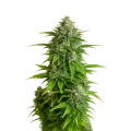thumb of Critical Auto Plant