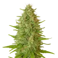 thumb of Critical Jack Auto Plant