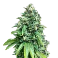 thumb of Crunch Berries Plant