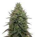 thumb of Donny Burger Cannabis Plant
