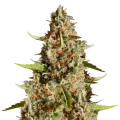 thumb of Fire OG Plant
