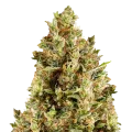 thumb of Forbidden Fruit Plant