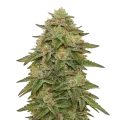thumb of Gelato Auto Plant