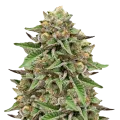 thumb of Gelato plant